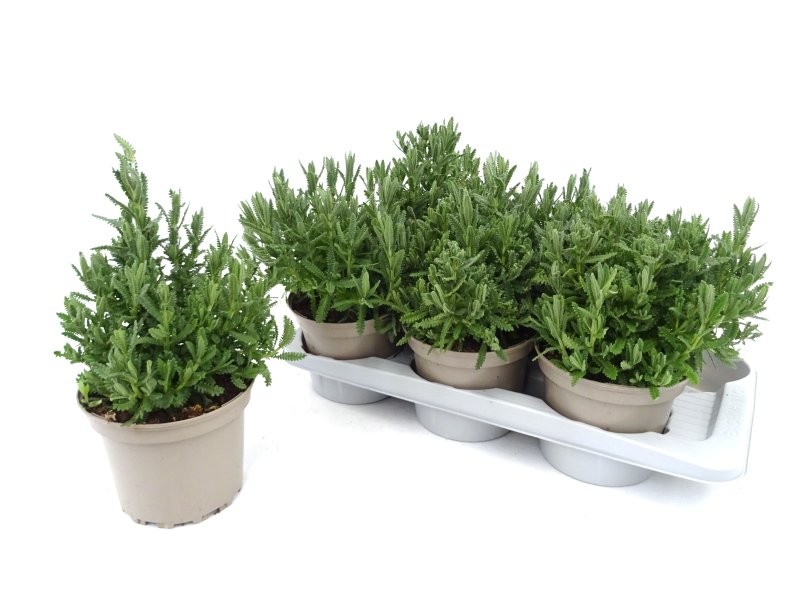 LAVANDULA DENTATA M17