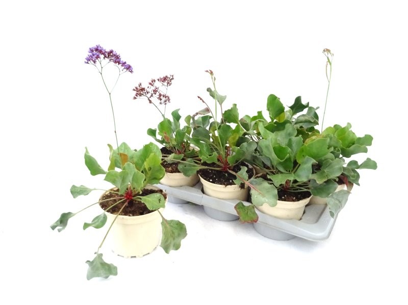 LIMONIUM PEREZII M17