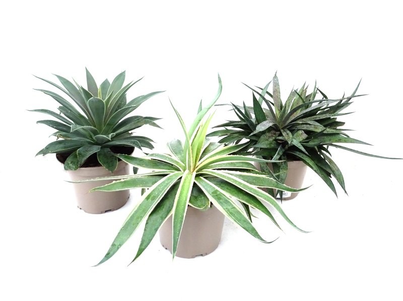 MANGAVE COLECCIÓN 5L