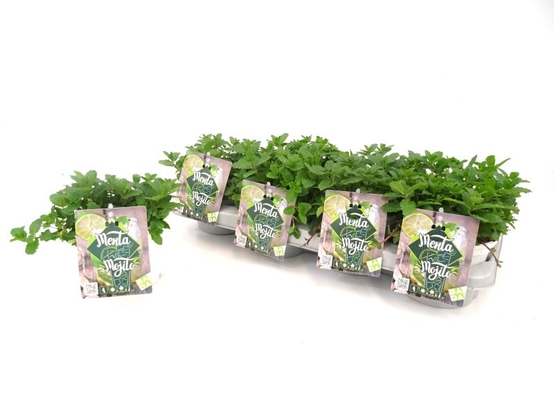 MENTHA SPICATA M13