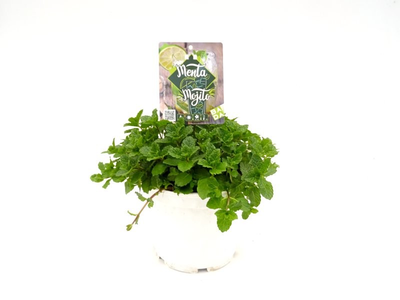 MENTHA SPICATA M19