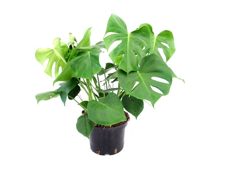 MONSTERA DELICIOSA 5L