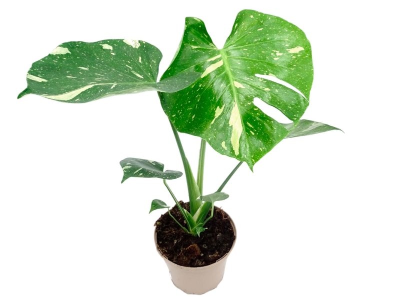 MONSTERA THAI M17