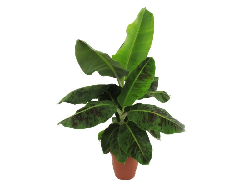 MUSA DWARF CAVENDISH 10L