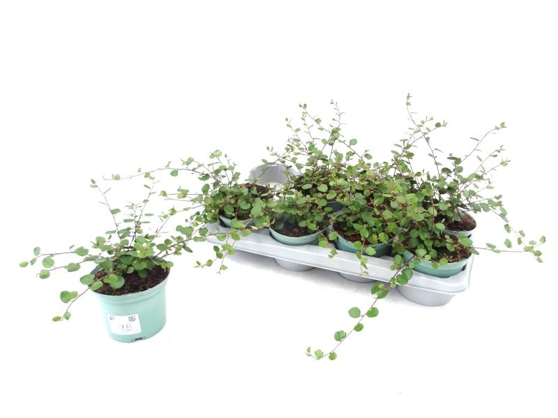 MUEHLENBECKIA GIGA M13