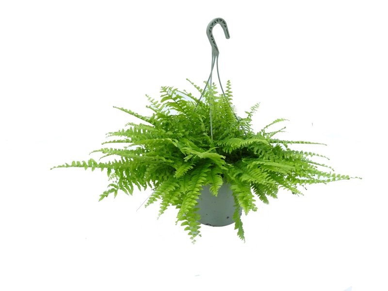 NEPHROLEPIS BOSTON T23