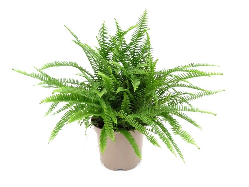 NEPHROLEPIS CORDIFOLIA 10L