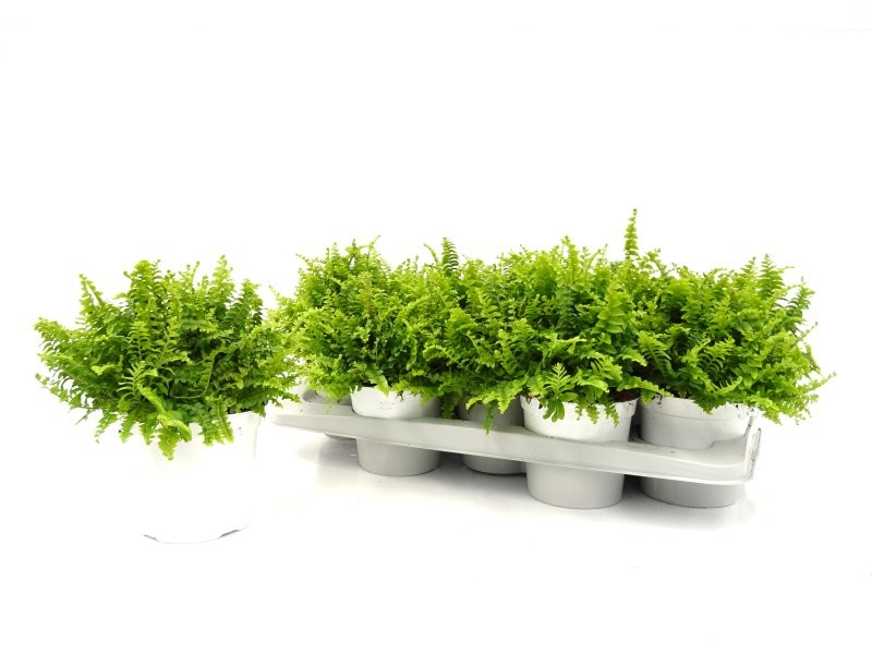 NEPHROLEPIS CORDIFOLIA M13