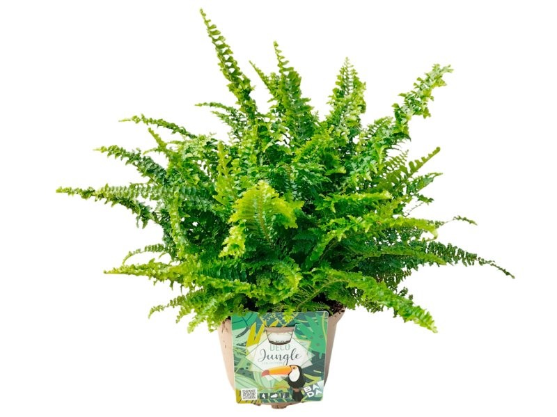 NEPHROLEPIS CORDITAS M17