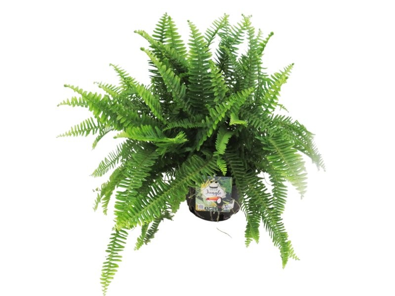 NEPHROLEPIS CORDIFOLIA  5L