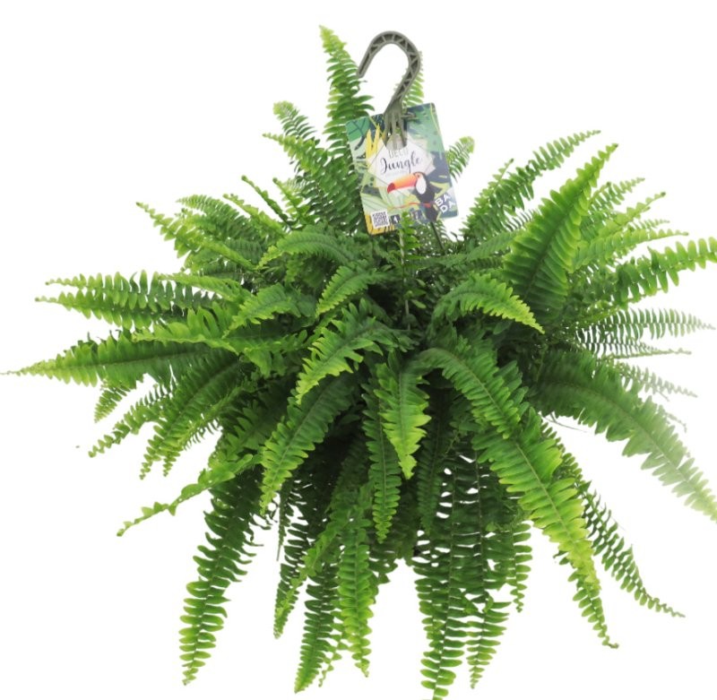 NEPHROLEPIS CORDIFOLIA T23