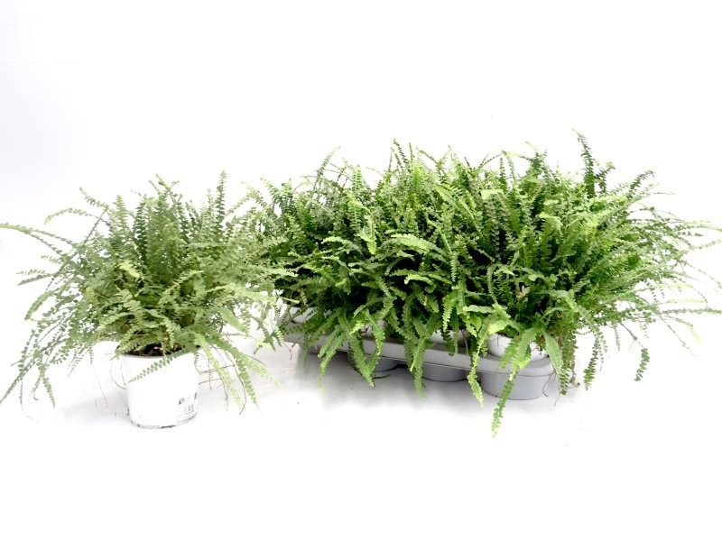 NEPHROLEPIS DUFFI M13