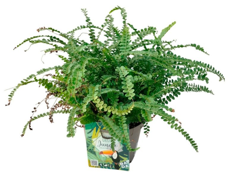 NEPHROLEPIS DUFFI M17