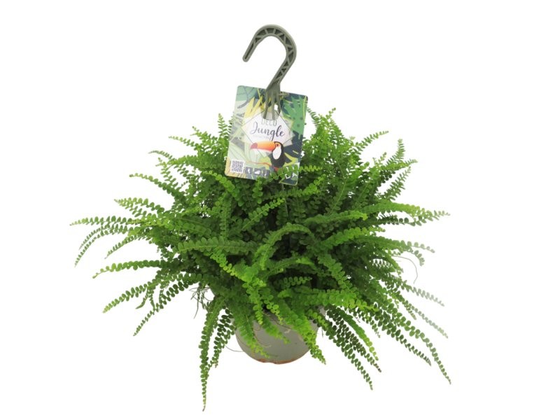 NEPHROLEPIS DUFFI T23