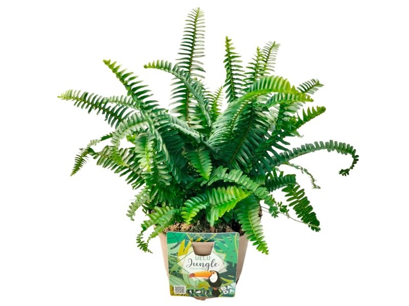 NEPHROLEPIS JESTER M17