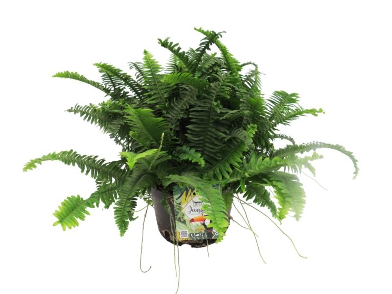 NEPHROLEPIS JESTER 5L