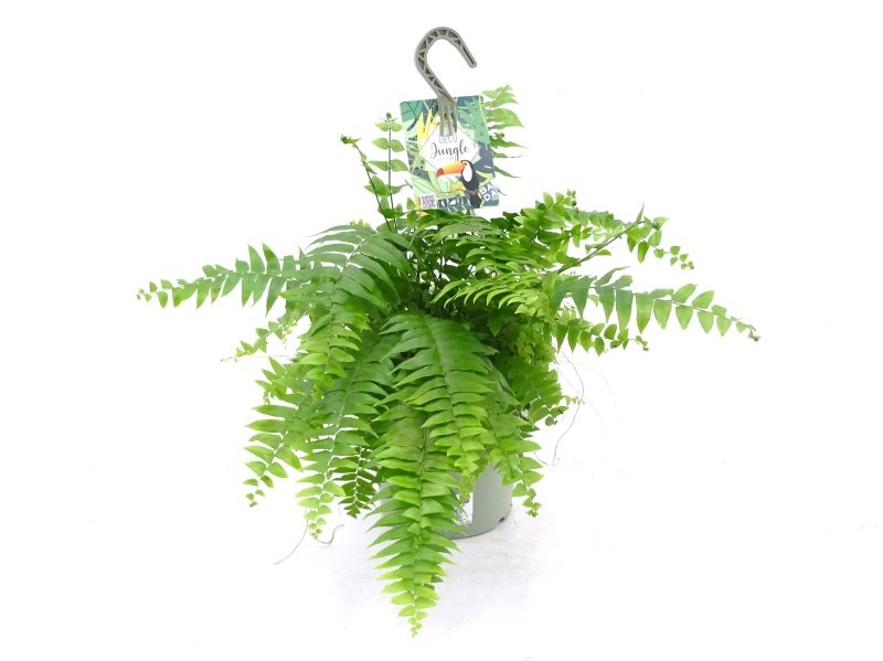 NEPHROLEPIS MACHO T23