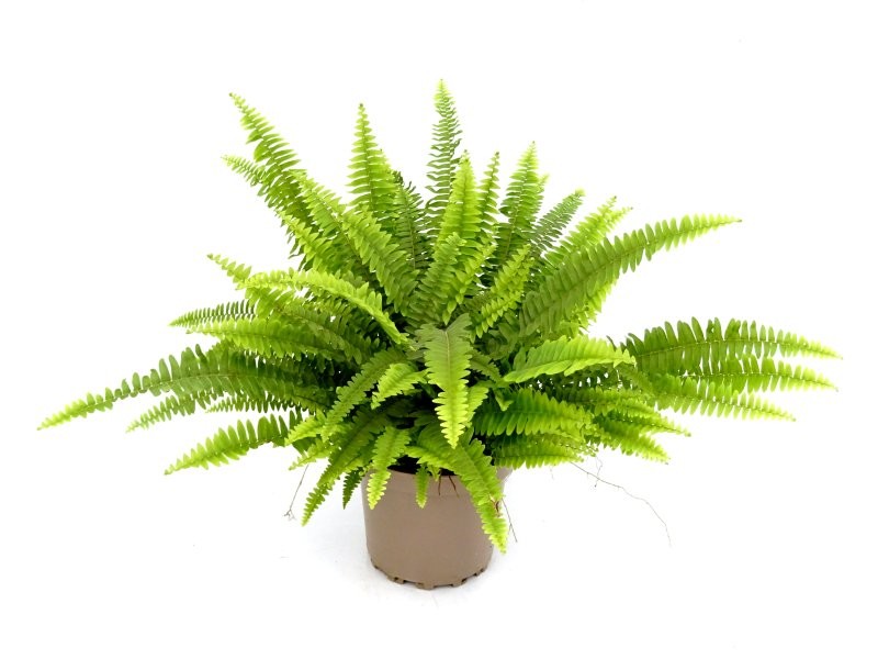 NEPHROLEPIS MONTANA M17