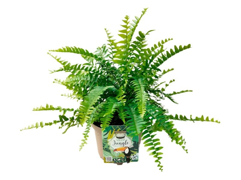 NEPHROLEPIS NEVADA M17