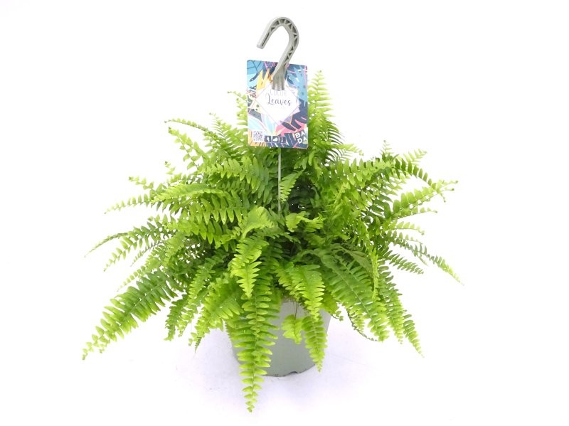 NEPHROLEPIS NEVADA T23