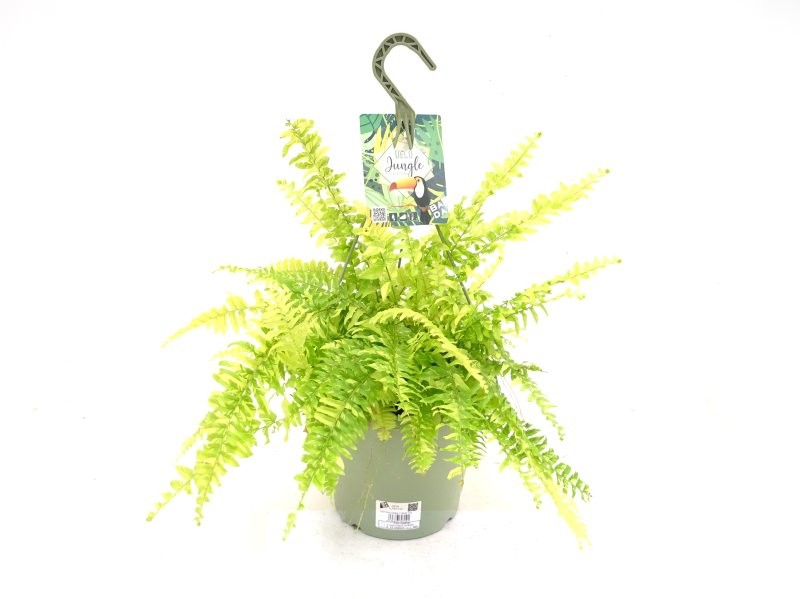 NEPHROLEPIS TIGER T23