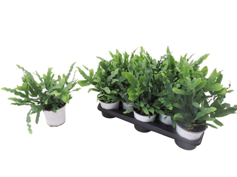 PHLEBODIUM BLUE STAR M13