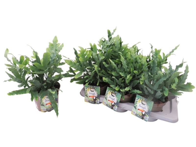 PHLEBODIUM BLUE STAR M17