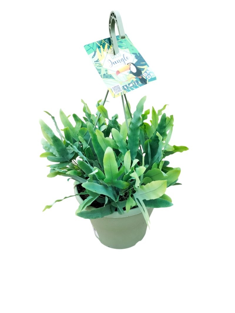 PHLEBODIUM BLUE STAR T23