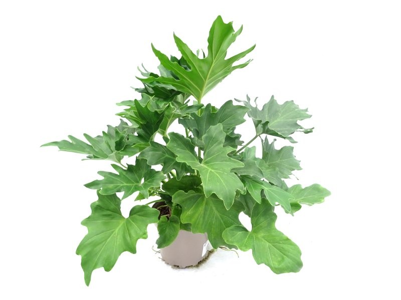 PHILODENDRON SELLOUM M17