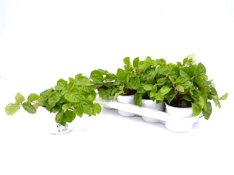 PLECTRANTHUS AUSTRALIS DINER M13