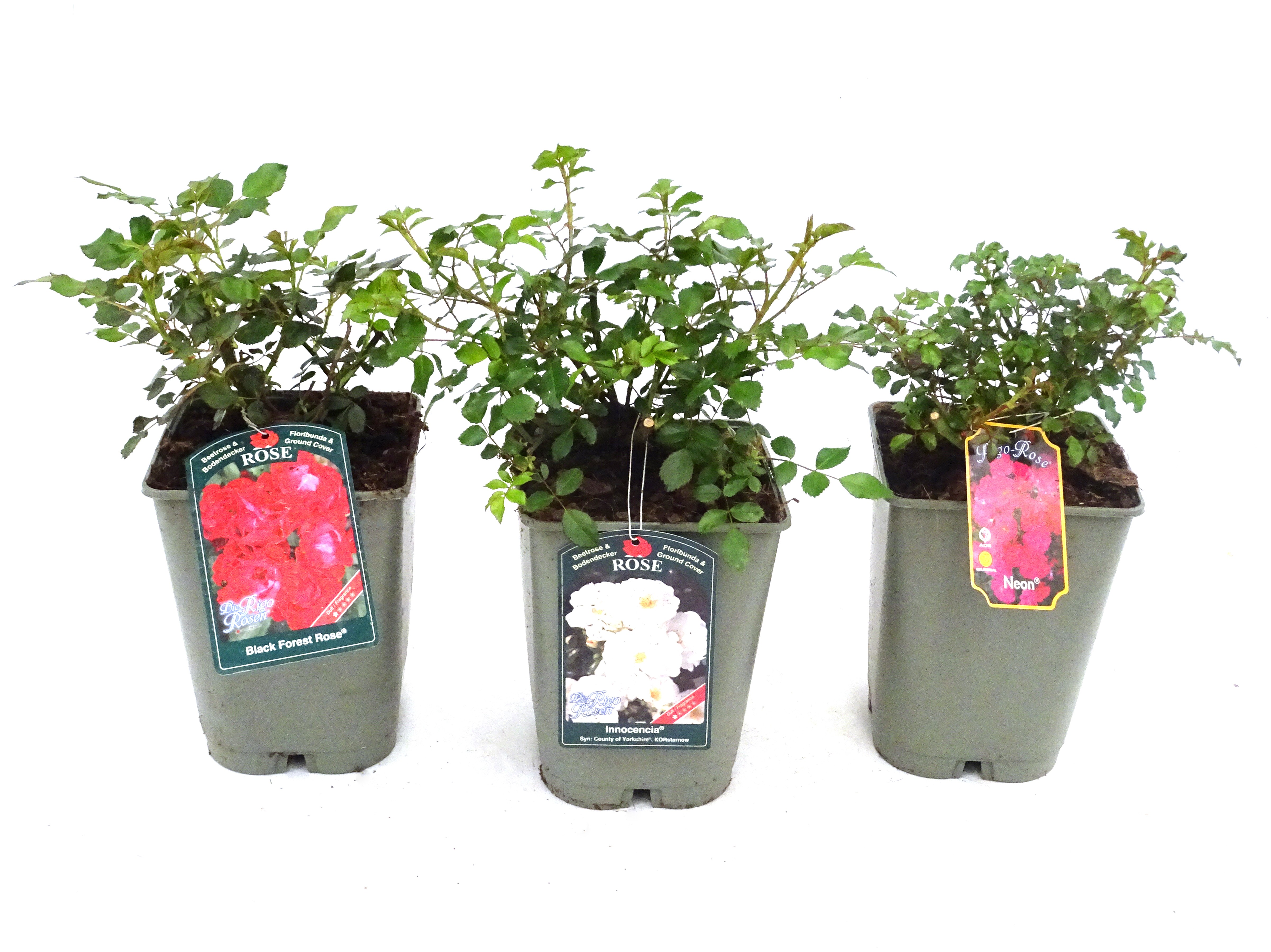 ROSAL PAISAJISTICO 4L - PREMIUM