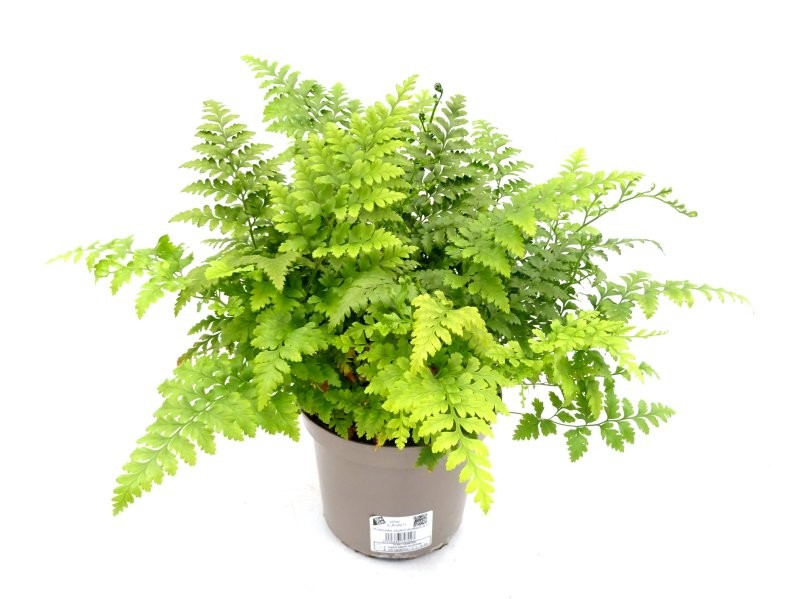 RUMOHRA ADIANTIFORMIS M17