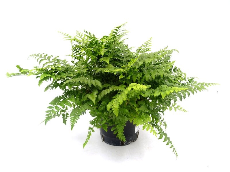 RUMOHRA ADIANTIFORMIS 5L