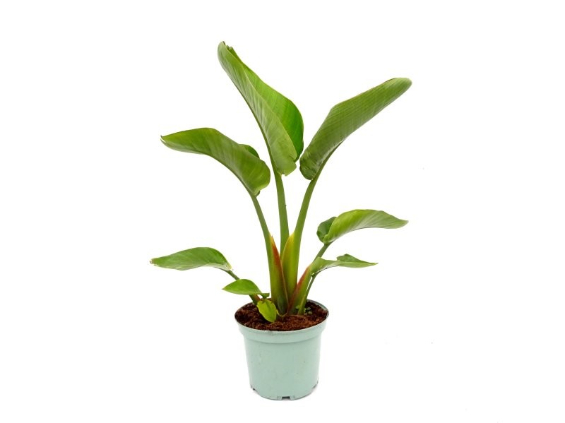 STRELITZIA AUGUSTA M23