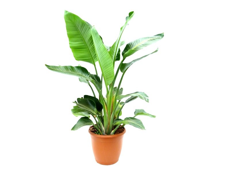 STRELITZIA AUGUSTA M40