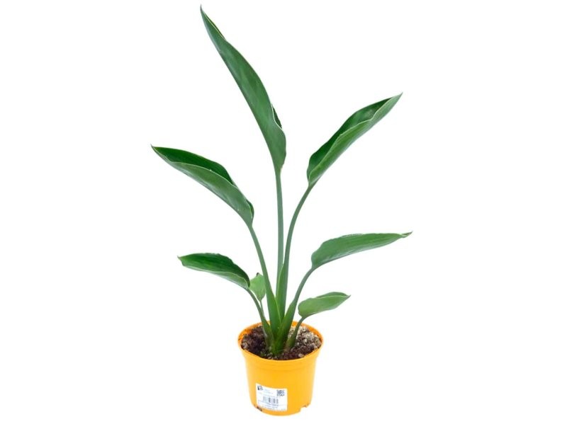 STRELITZIA REGINAE M13
