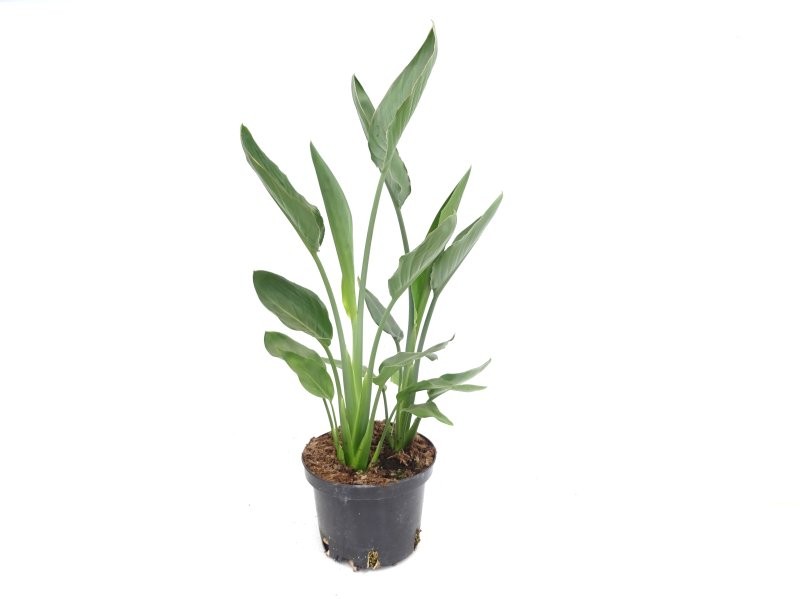 STRELITZIA REGINAE M23