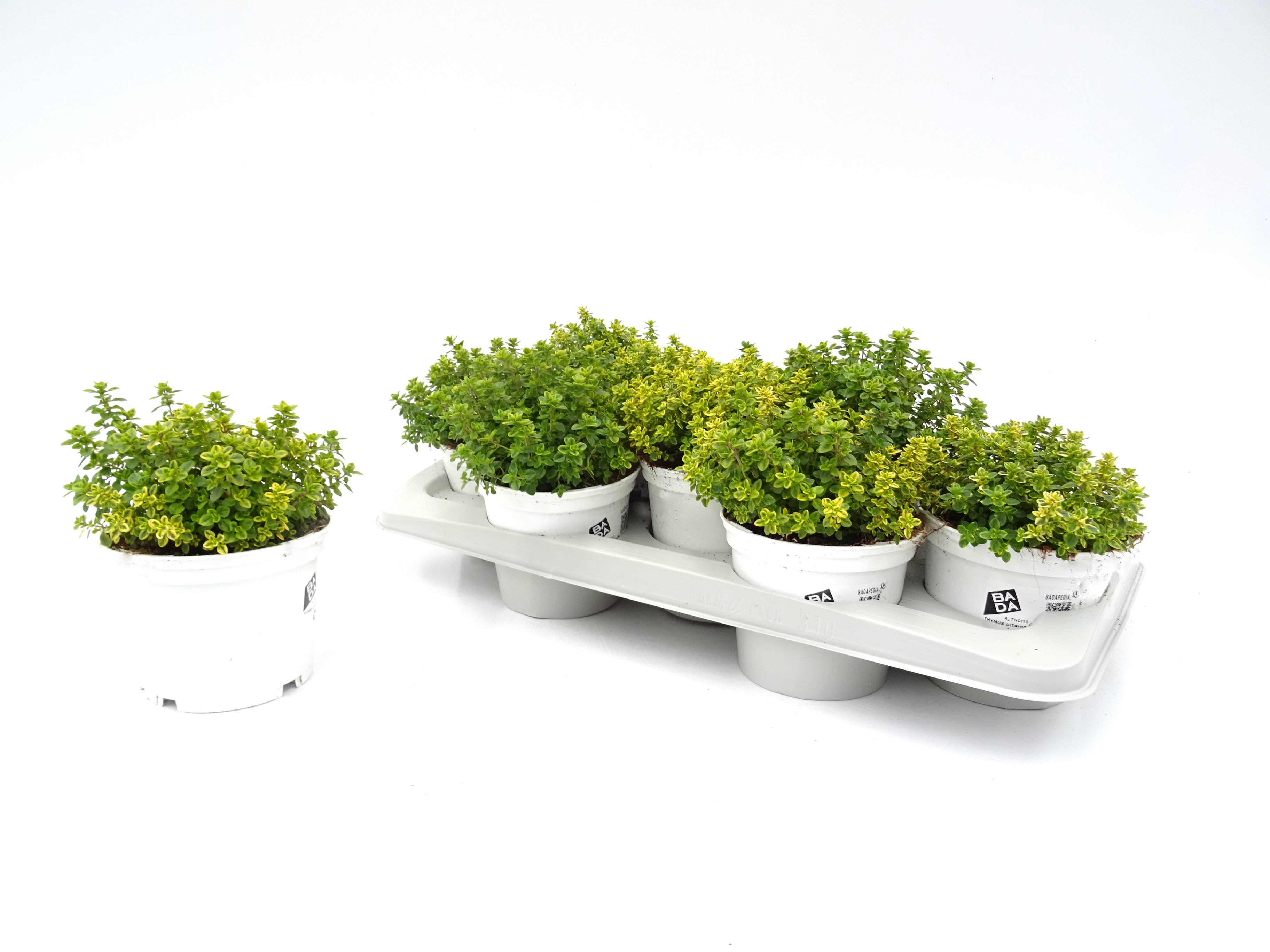 THYMUS CITRIODORUS M13