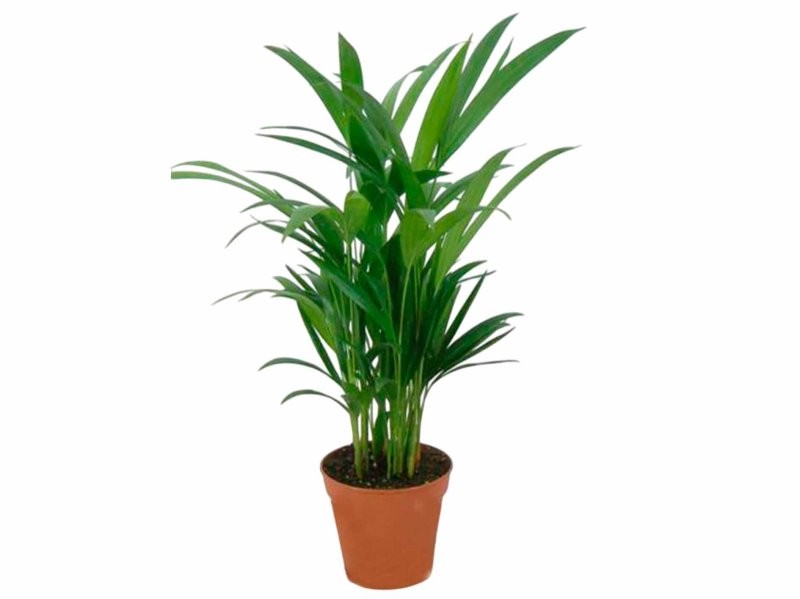 ARECA  M14 H60 Sr