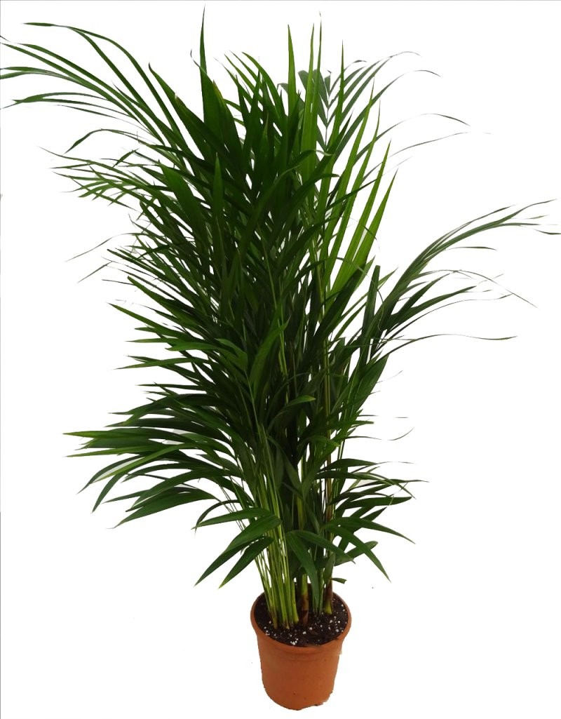 ARECA  M17- 85cm