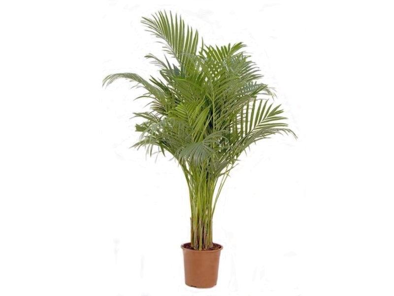 ARECA  M24-140cm.