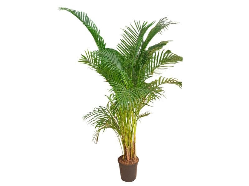 ARECA  M25 H160-170 Sr.