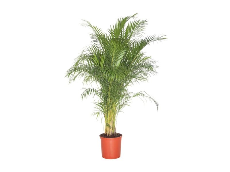 ARECA  M35-180cm.