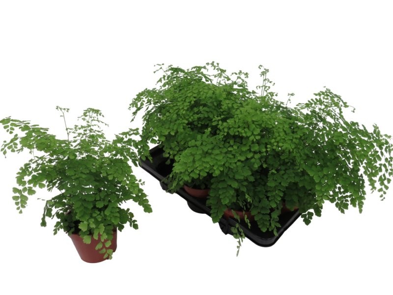 ADIANTHUM FRAGANS  M14