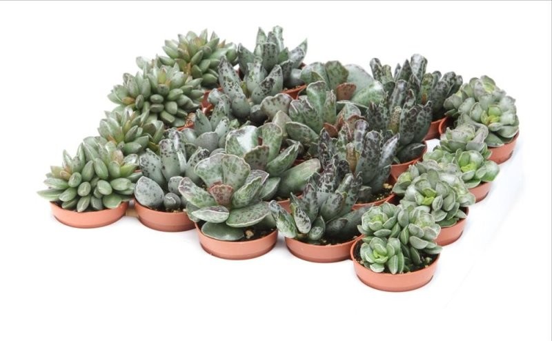 ADROMISCHUS  M 5 (safata 20)