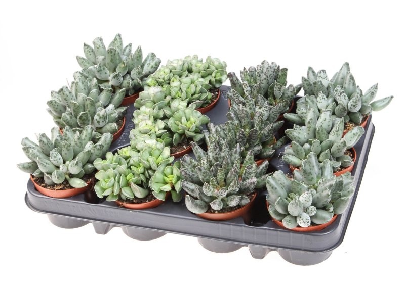 ADROMISCHUS  M 8 MIX