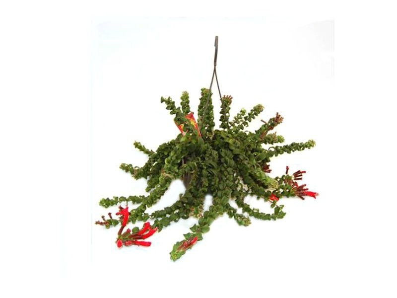 AESCHYNANTHUS RASTA  PENJAR M15