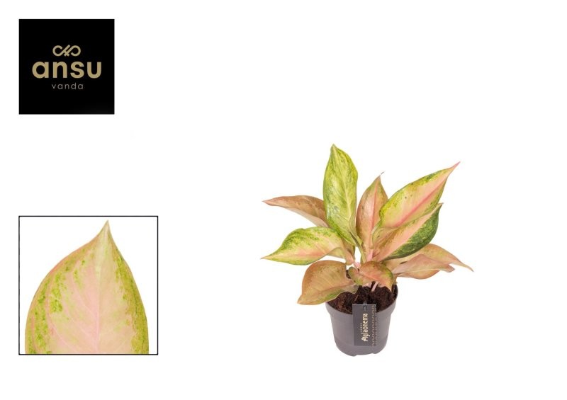 AGLAONEMA  M12 GUAVE PINK