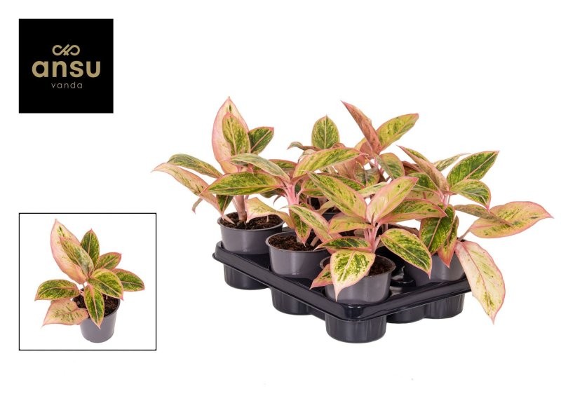 AGLAONEMA  M12 SALMON FANTASY