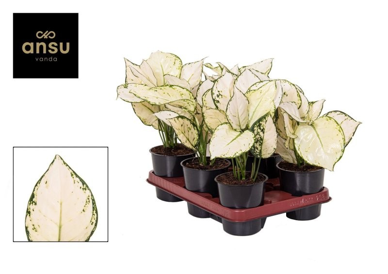 AGLAONEMA  M12 WHITE JOY